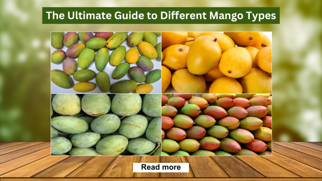 Exploring Mango Diversity: The Ultimate Guide to Different Mango Types