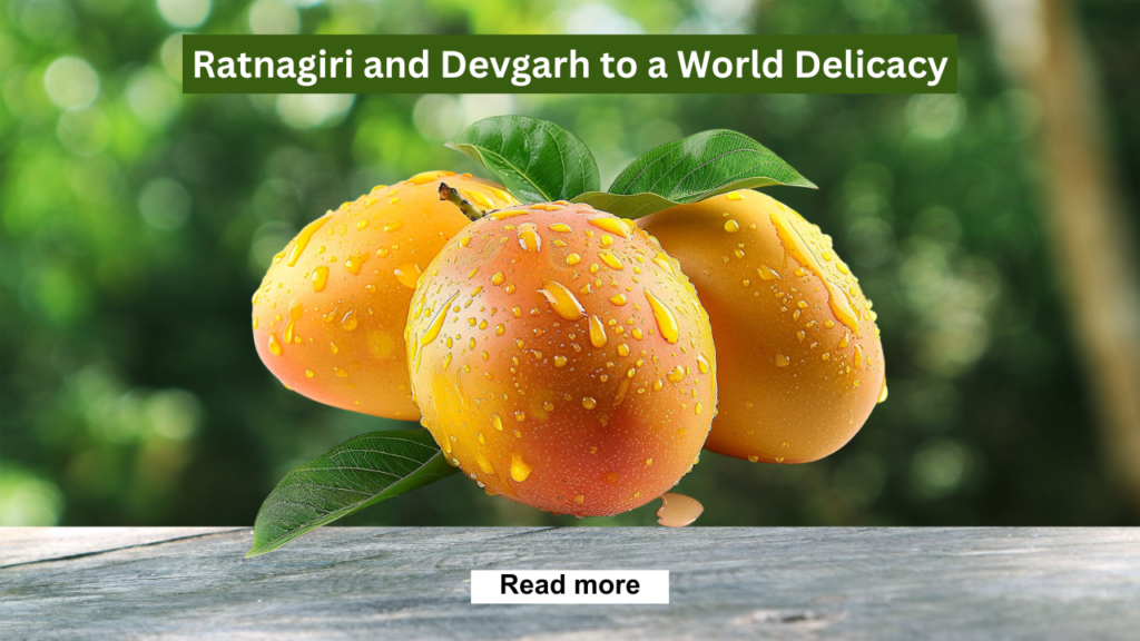 The Alphonso Mango Story: From Orchards in Ratnagiri and Devgarh to a World Delicacy