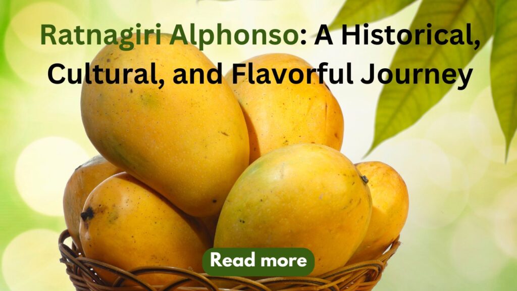 Ratnagiri Alphonso: A Historical, Cultural, and Flavorful Journey