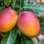 Exploring the Unique Flavor Profile of Ratnagiri Mangoes