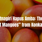 Buy Ratnagiri Hapus Amba: The “King of Mangoes” from Konkan