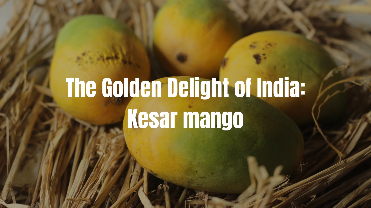 The Golden Delight of India: A Guide to Kesar Mango