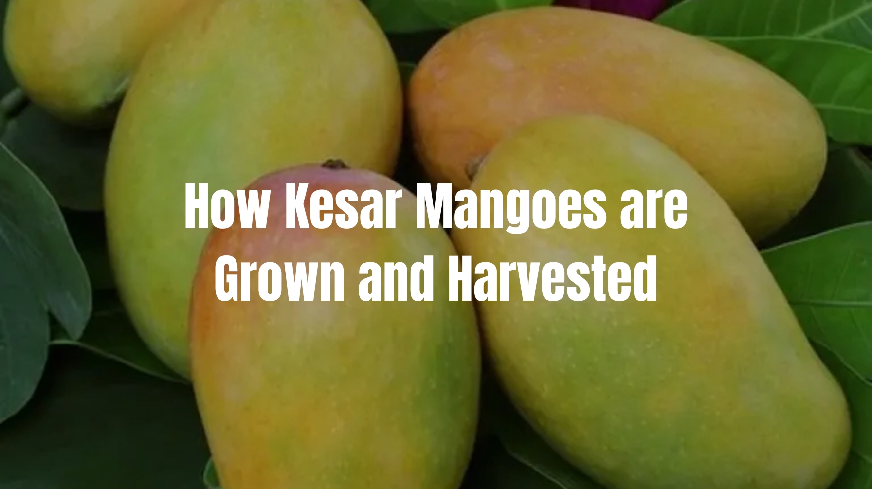 From Farm to Table: How Kesar Mangoes Are Grown and Harvested