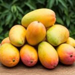 alphonso mango